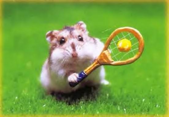 hamster-tennis