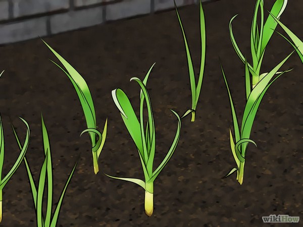 garlic-growing