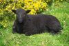 Τα μαύρα πρόβατα-Δίδυμοι