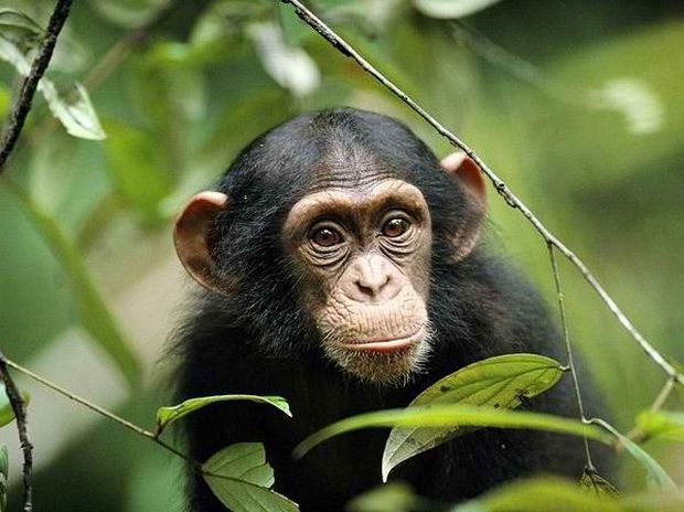 To be or to chimpanzee?