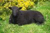 Τα μαύρα πρόβατα-Λέοντες