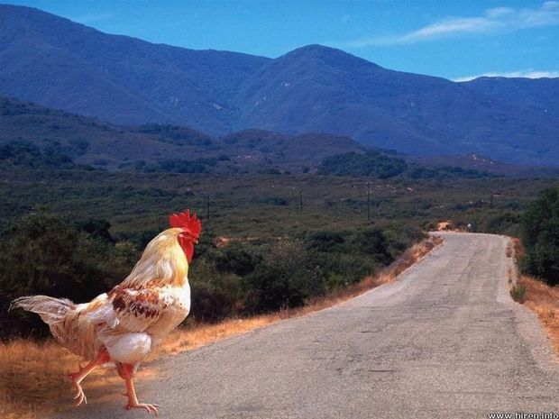 Απαντήσεις σε υποθετικό ερώτημα.Γιατί διέσχισε το δρόμο το κοτόπουλο;