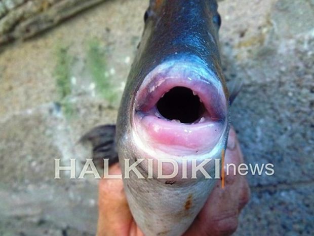 Ψάρι με …ανθρώπινα χείλια και δόντια στη Χαλκιδική!