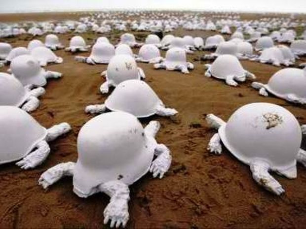 Οι χελώνες «καταγγέλλουν» την παγκόσμια βία
