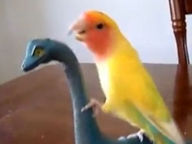 VIDEO: H επίθεση του παπαγάλου… νίντζα!