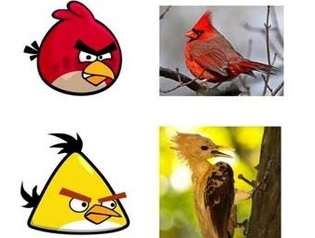 Δείτε τα πραγματικά Angry Birds (pics) 