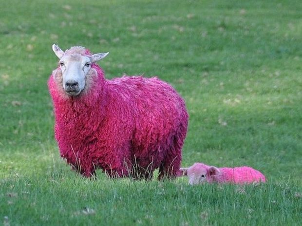 Πράσινα άλογα και… ροζ πρόβατα! 
