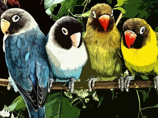 Κώστας Χαρδαβέλλας: Οι παπαγάλοι του χάους