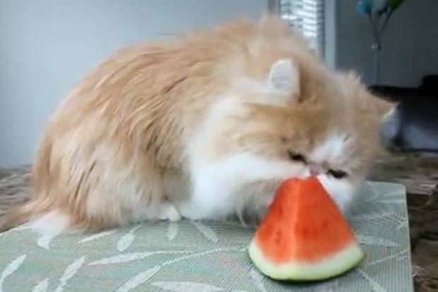Mια γάτα που λατρεύει το καρπούζι
