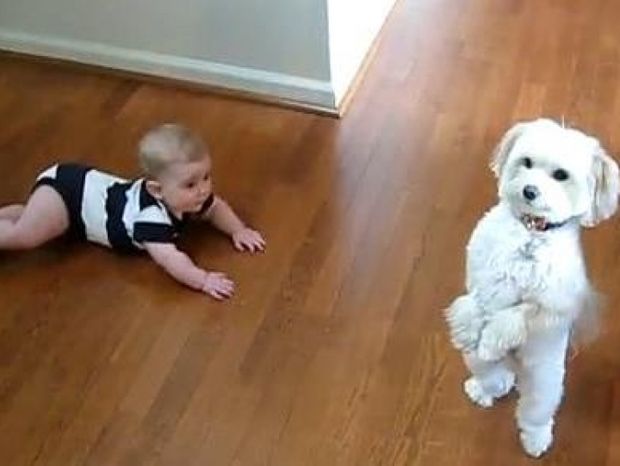 Βίντεο: Όταν ο σκύλος χορεύει… το μωρό τι κάνει;