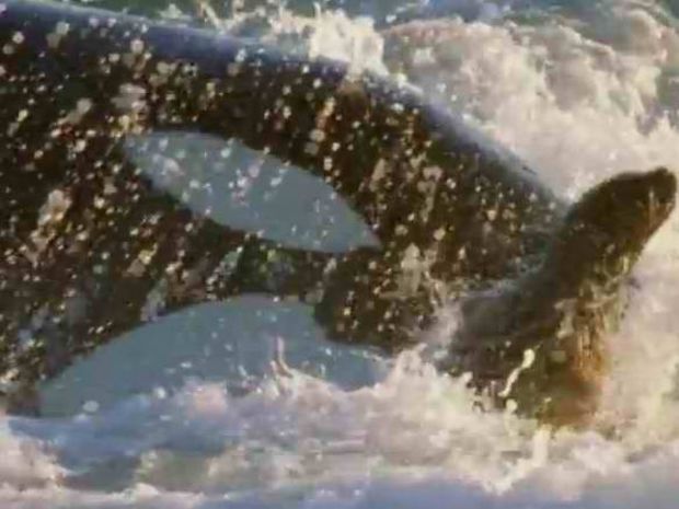 Φάλαινα «δολοφόνος» βγήκε στη στεριά για «κυνήγι» (video) 