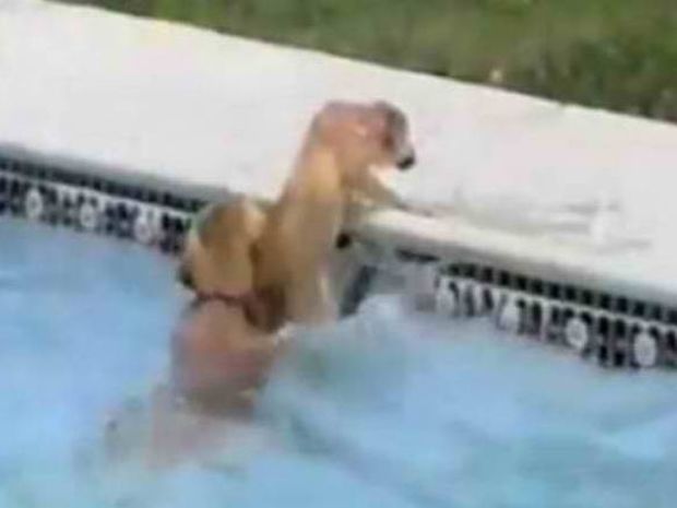Σκύλος «ναυαγοσώστης» σώζει κουτάβι από πνιγμό