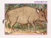 Ζώδια Κινέζικης Αστρολογίας: Ο Χοίρος