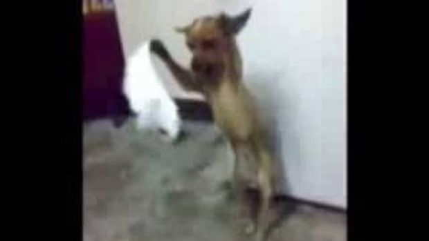 ΑΠΙΣΤΕΥΤΟ VIDEO: Σκύλος χορεύει Ποντιακά!