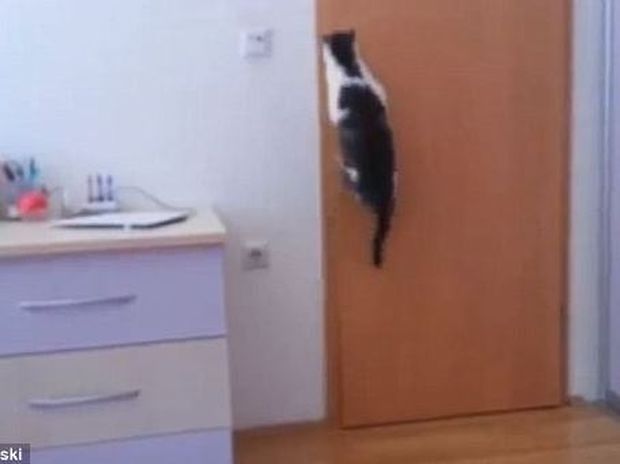 ΔΕΙΤΕ: Απίστευτη γάτα ανοίγει όχι μια αλλά πέντε πόρτες για να βγει έξω!