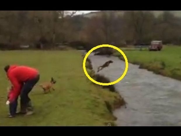 VIDEO: Σκύλος προσπαθεί να πηδήξει το ποτάμι...