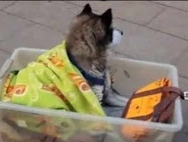 ΣΥΓΚΙΝΗΤΙΚΟ VIDEO: Τι σκαρφίστηκε ένας Ιάπωνας για να βοηθήσει το γέρικο σκυλί του