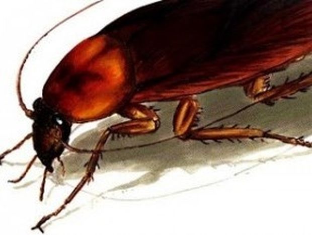 ΑΠΙΣΤΕΥΤΟ: Δείτε με ποιόν φυσικό τρόπο μπορείτε να εξαφανίσετε τις κατσαρίδες