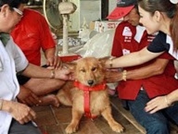 ΑΠΙΣΤΕΥΤΟ: Σκύλος έσωσε νεογέννητο μωρό που πέταξαν άγνωστοι στα σκουπίδια