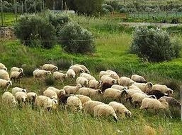 Απίστευτα ανορθόγραφη αγγελία για 150 γιδοπρόβατα!