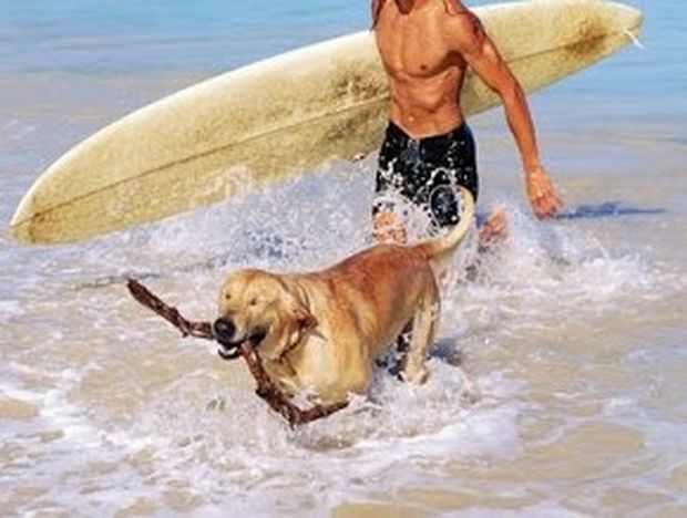 Επιτρέπονται τα σκυλιά στην παραλία; Δείτε τι λέει ο νόμος