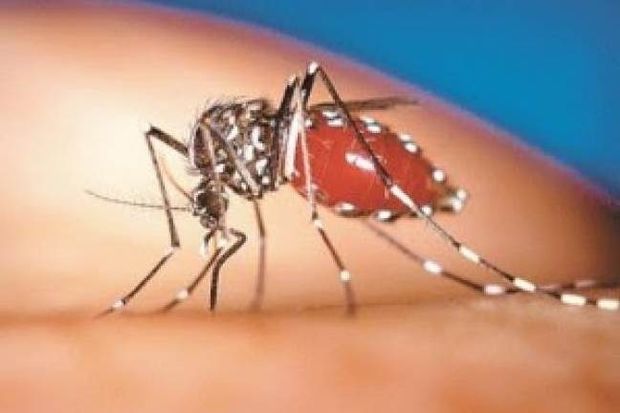 Δέκα παράξενα στοιχεία για τα κουνούπια!