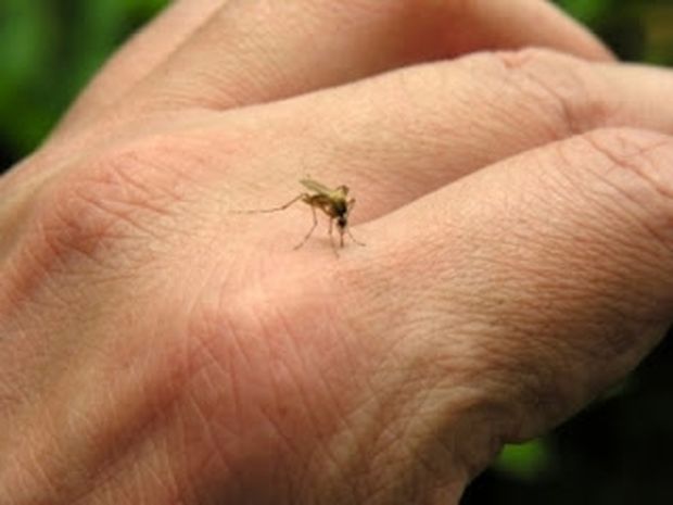 Τα κουνούπια τσιμπάνε μόνο εσένα; Μάθε γιατί!