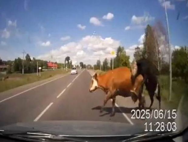 Το βίντεο που σαρώνει: Οδηγός τρακάρει με αγελάδες που κάνουν σεξ!