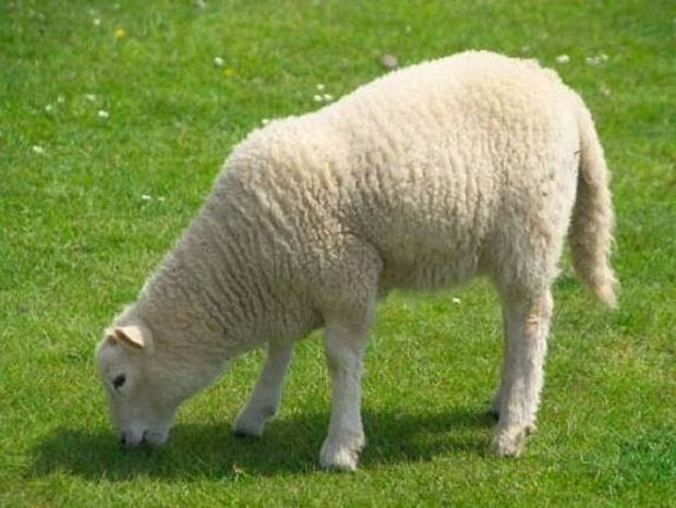 Απίστευτο: Έχει ξοδέψει 200.000 δολάρια...για ένα πρόβατο