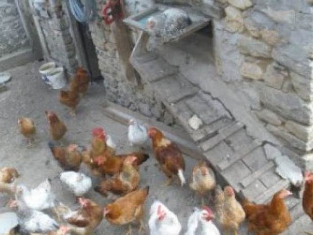 Ναυπακτία: Πήγε να μαζέψει τα αυγά και της «κόπηκαν» τα πόδια (pic)