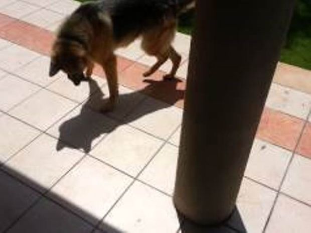 ΞΕΚΑΡΔΙΣΤΙΚΟ VIDEO: Σκύλος κυνηγάει τη σκιά του!