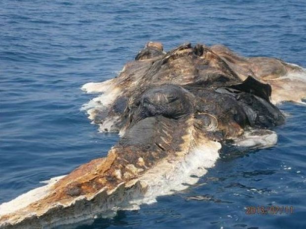 Σάλος στο διαδίκτυο: Βρήκαν ένα περίεργο νεκρό πλάσμα στη θάλασσα