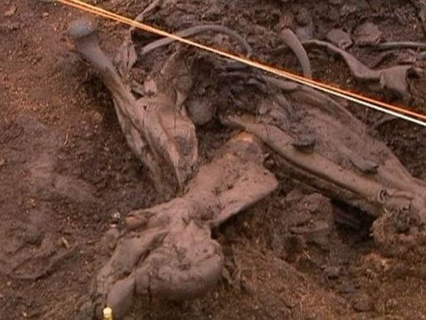 VIDEO: Βρέθηκε στην Ιρλανδία ο αρχαιότερος άνθρωπος του κόσμου
