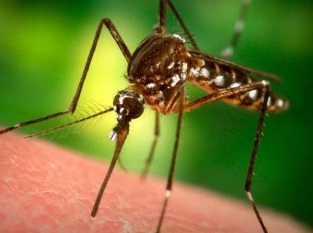 Επτά πράγματα που δεν ξέρουμε για τα κουνούπια