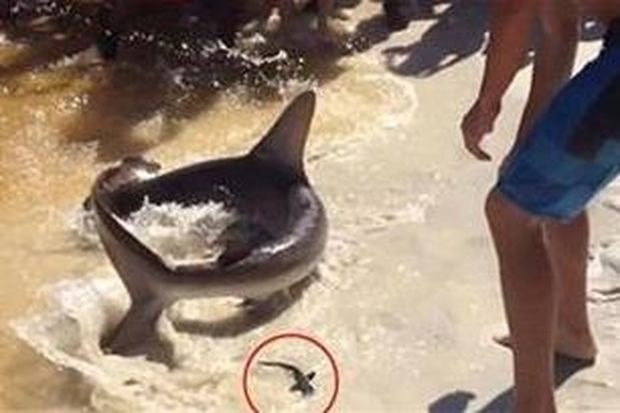VIDEO: Δείτε καρχαρία να γεννά μπροστά στη κάμερα