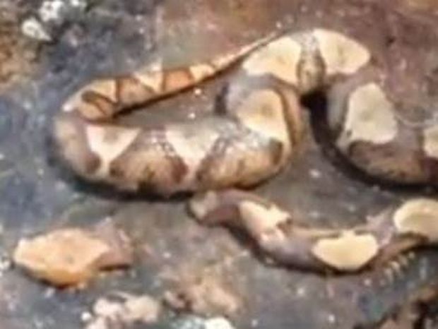 Βίντεο: Αποκεφαλισμένο φίδι δαγκώνει... τον εαυτό του!