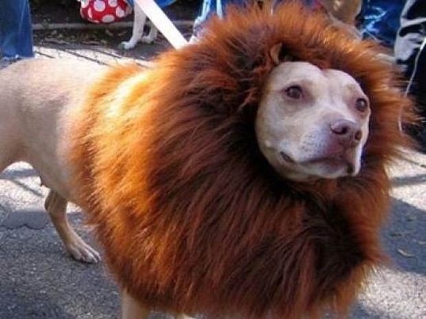 Ζωολογικός κήπος μεταμόρφωσε έναν σκύλο σε... λιοντάρι!