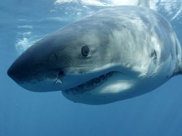 Χαβάη: Νεκρή 20χρονη Γερμανίδα από επίθεση καρχαρία