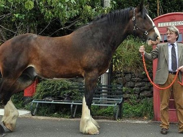 ΔΕΙΤΕ: Το ψηλότερο άλογο στην Ευρώπη