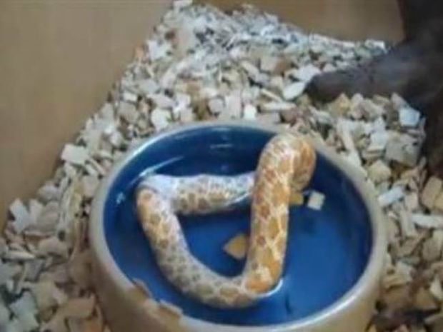 Βίντεο-σοκ: Φίδι τρώει τον... εαυτό του!