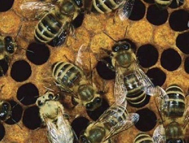 Οι επιστήμονες ανακαλύπτουν τι σκοτώνει τις μέλισσες και είναι χειρότερα από ότι νομίζατε!!!