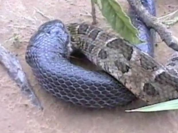 ΕΝΤΥΠΩΣΙΑΚΟ: Φίδι καταπίνει φίδι (video)