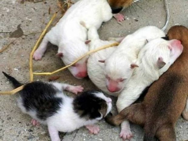 ΑΠΙΣΤΕΥΤΟ: Σκύλος γέννησε... γάτα! (pics)
