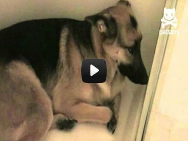 Βίντεο: Ξεκαρδιστική αντίδραση ένοχου σκύλου