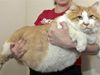 O πιο χοντρός γάτος του κόσμου (video)
