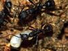 Απίστευτο: Δείτε το εσωτερικό μιας φωλιάς μυρμηγκιών (βίντεο)