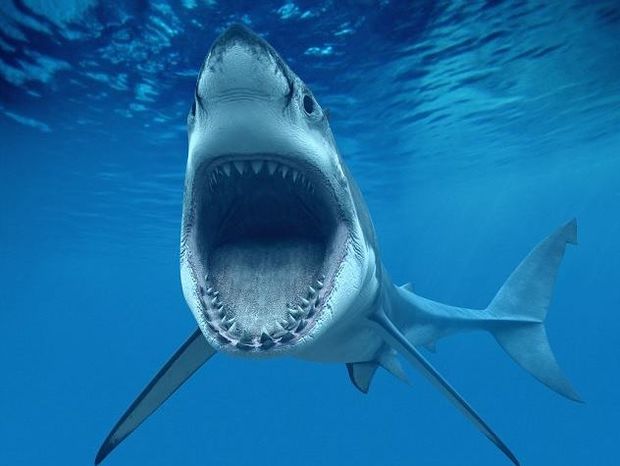 Φωτογραφία που σοκάρει: Τον κατάπιε καρχαρίας και παλεύει για να ζήσει!