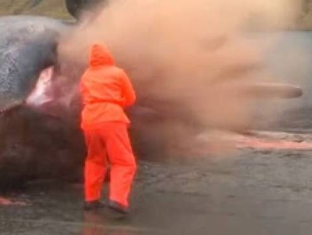 Βίντεο που προκαλεί σάλο: Η απίστευτη... έκρηξη μιας φάλαινας! 