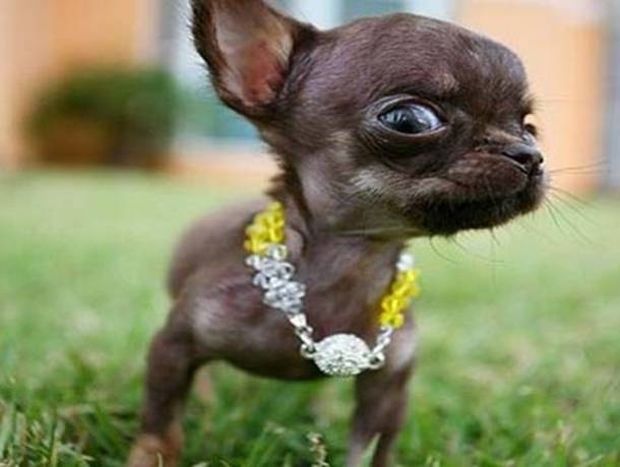 Aυτός είναι ο μικρότερος σκύλος στον κόσμο (pics) 