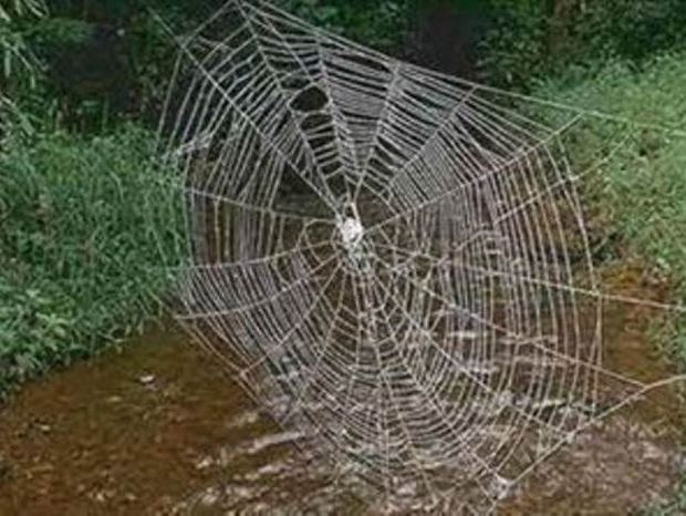 Απίστευτο βίντεο: Δείτε πώς μια αράχνη υφαίνει τον ιστό της